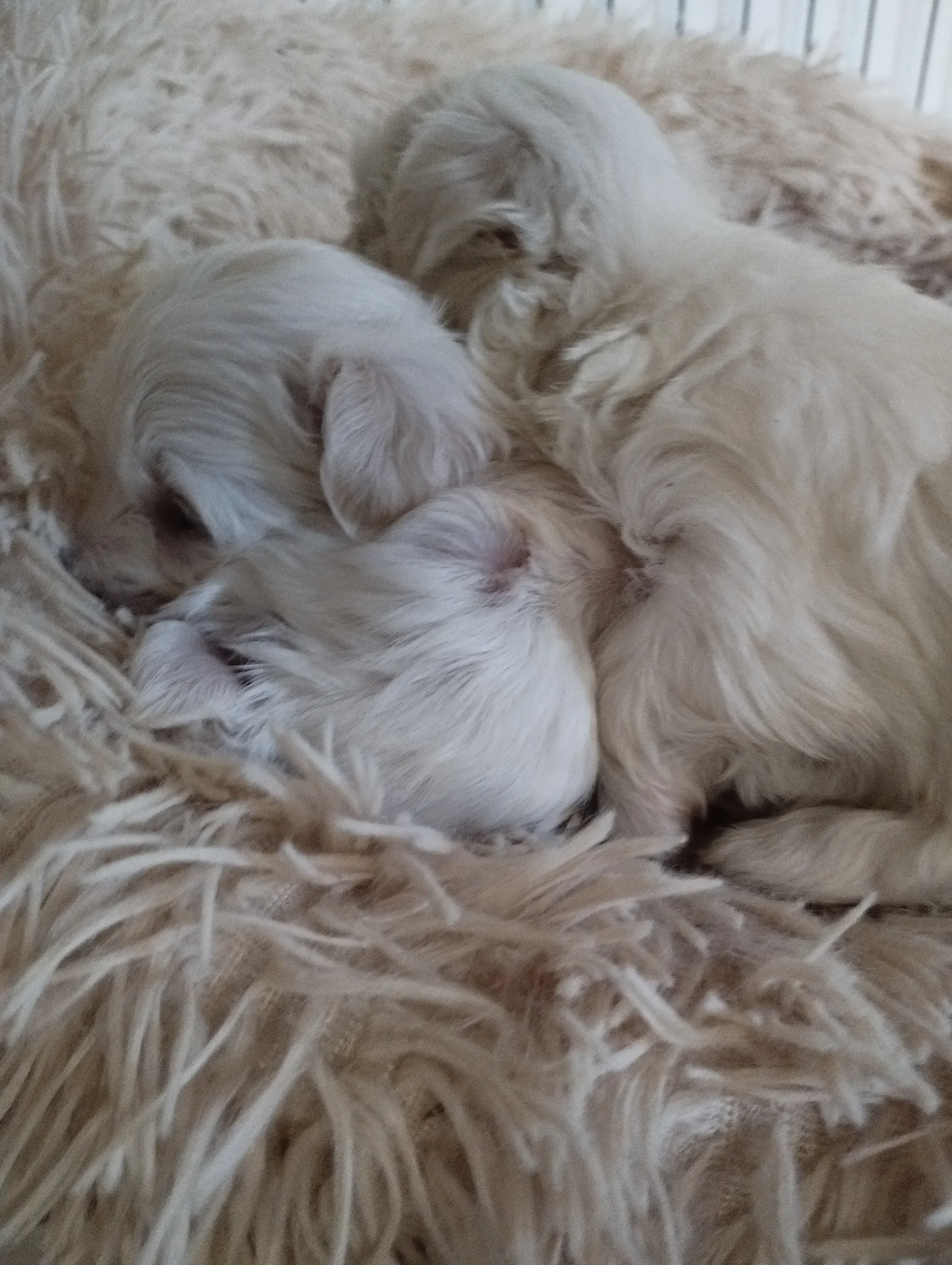 Tres cachorros de raza pequeña, con pelaje blanco y suave, descansan acurrucados sobre una cama de pelaje suave.
