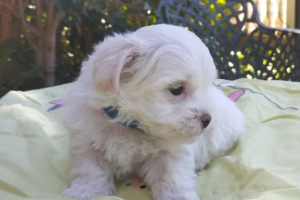 Cachorro pequeño de raza Maltés con pelaje blanco, sentado sobre una manta amarilla en un entorno natural. El perro lleva un collar azul y muestra una expresión curiosa.