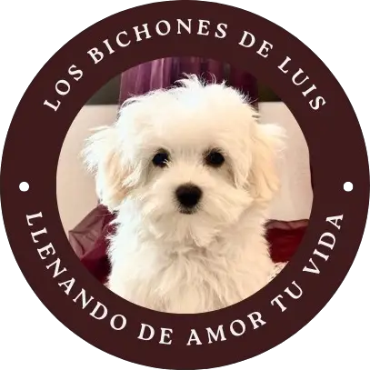 Perro bichón blanco con pelaje esponjoso en un fondo elegante, representando la marca "Los Bichones de Luis", que ofrece compañía y amor para tu vida.