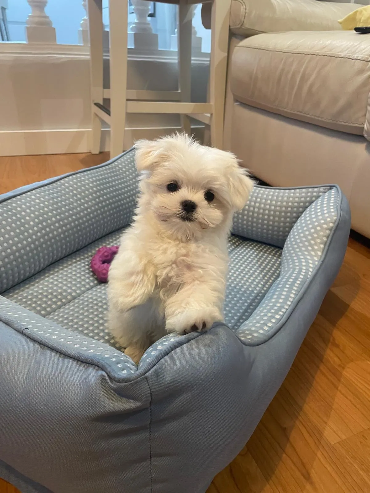 Cachorro de raza pequeña con pelaje blanco, jugando en una cama azul con almohadones. El perro parece curioso y activo, con un juguete morado a su lado. Fondo moderno y luminoso.