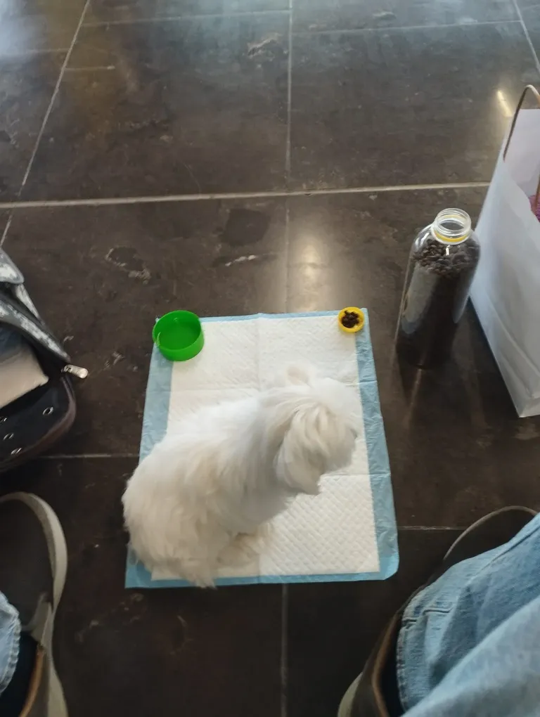 Perro pequeño de color blanco sentado sobre una almohadilla en el suelo de un lugar público, con un recipiente verde para comida y una botella de vidrio al lado.