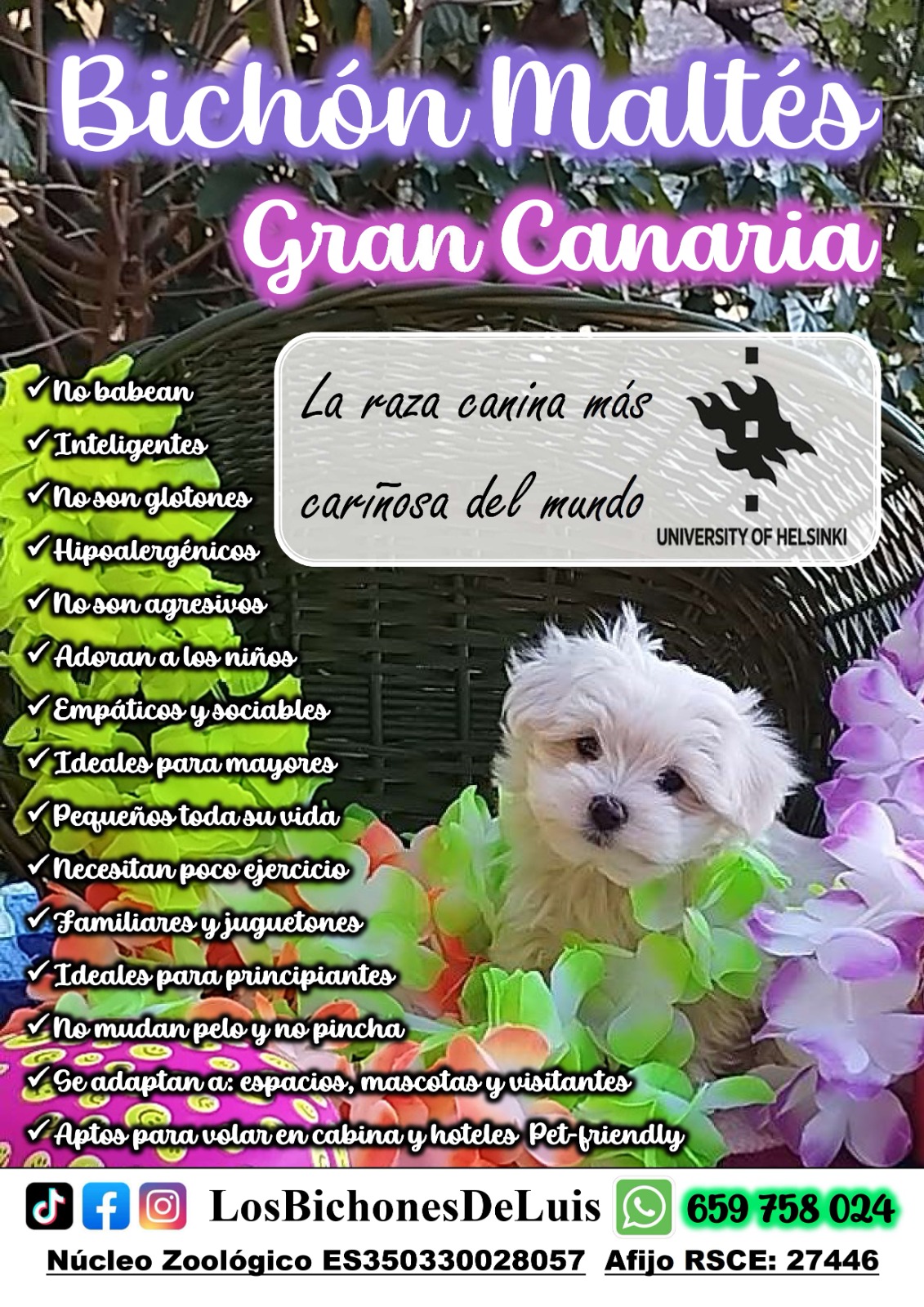 Bichon Maltes puppies for sale in Gran Canaria, with contact info